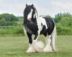 Well trained gypsy vanner horse for sell