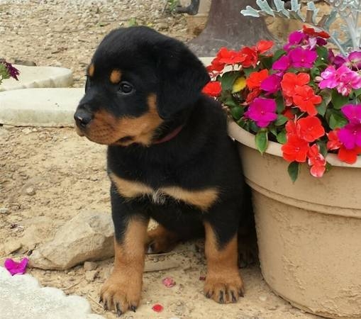 Christmas Male and Female AKC German Rottweiler Pu