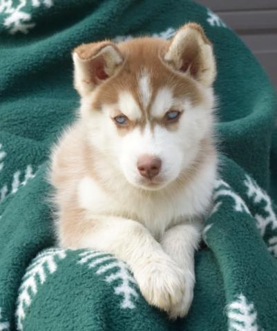 attractive male and female huskies  for sale now