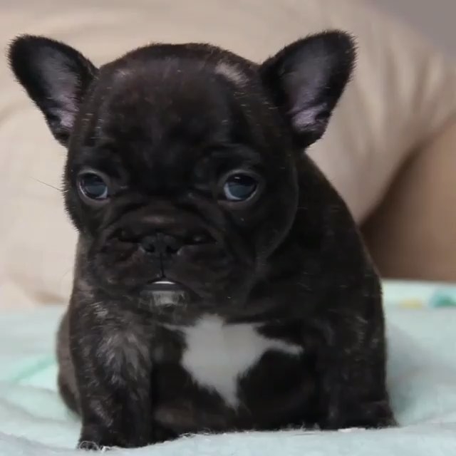 Cute and Adorable French Bulldog Puppy Available