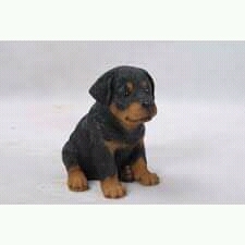 Adorable rottweiler puppies available for sale 