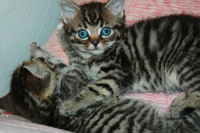 ncridible Bengal Kittens for doption