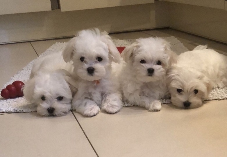 FEMALE MALTESE PUPPY FOR SALE. 