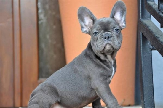 Pure Blue French Bulldog puppies   Text6787419708