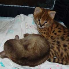  Servals and Caracal kittens for sale
