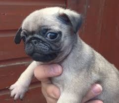 beautiful pugs puppies ready to go now