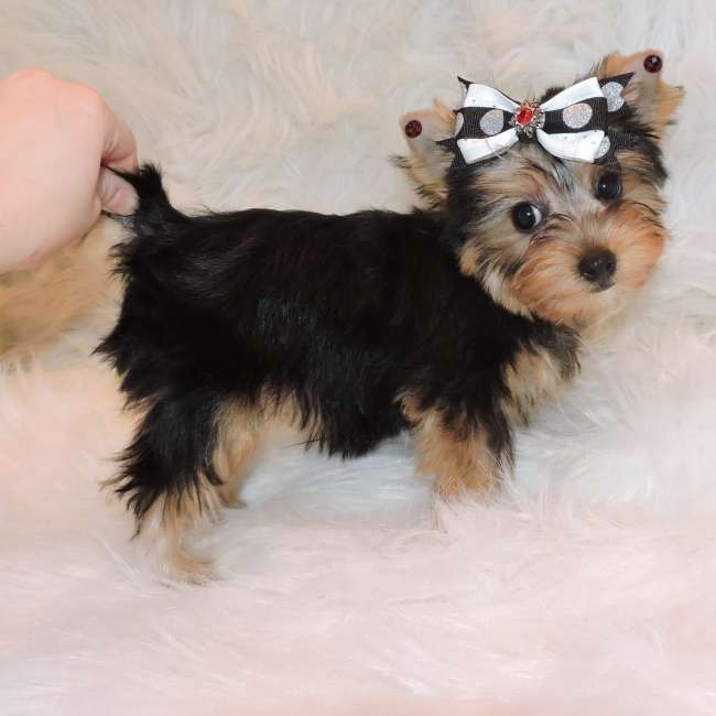  Healthy teacup yorkie puppies ready