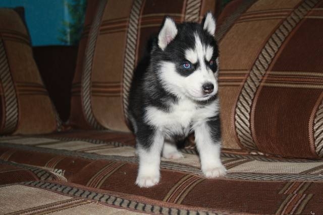 Beautiful Siberian husky puppies ready for re-home