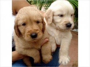 Awesome Golden Retriever Puppies Available For Ado
