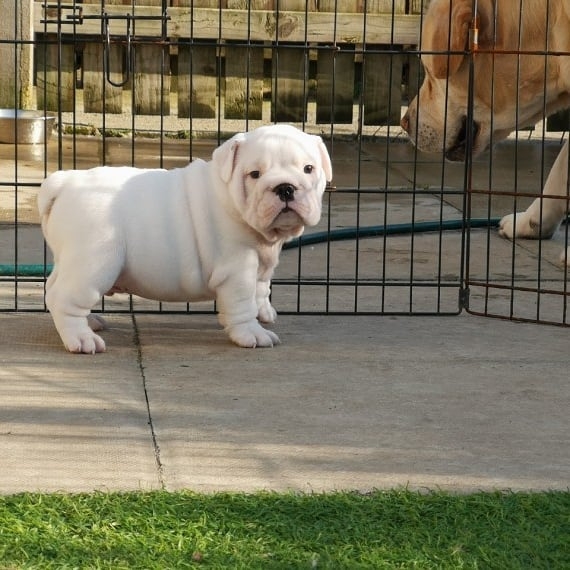 Adorable English bulldog puppies Ready 