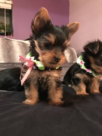 Our 14 weeks old yorkie puppies are now in need of
