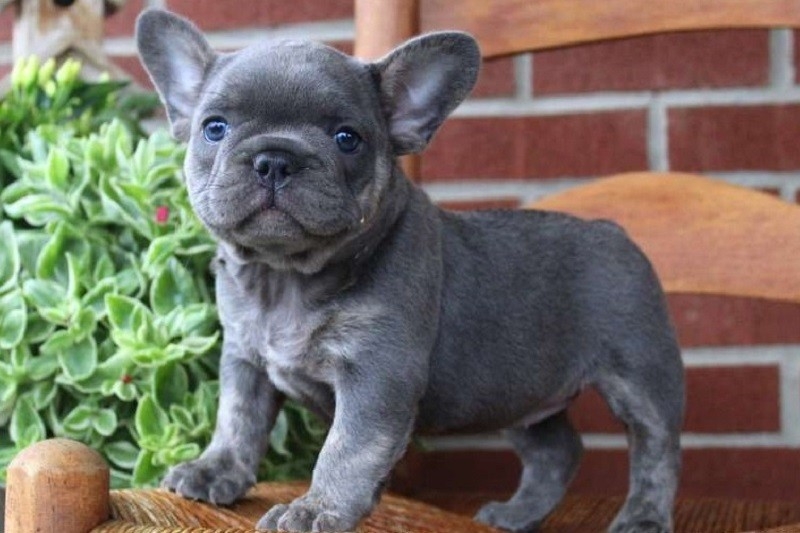   Available French Bulldog puppies ready now 