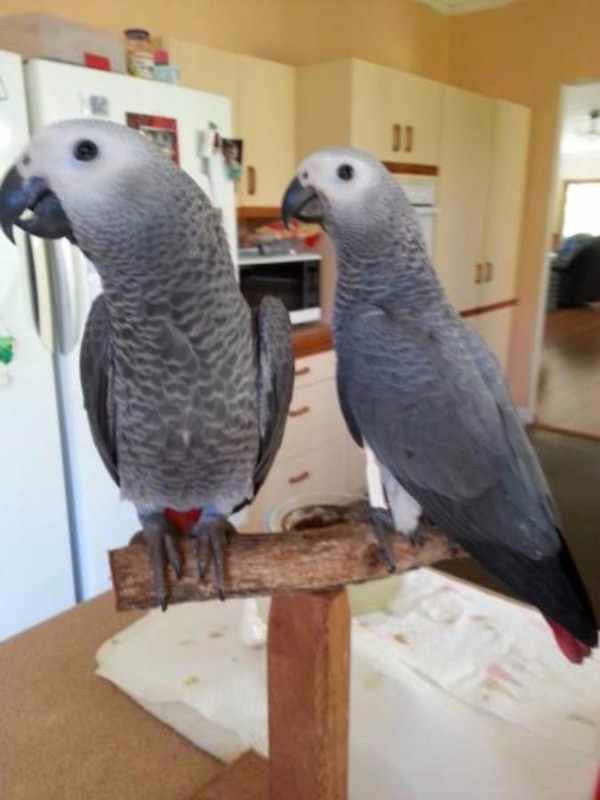 A Pair of Talking African Grey Parrots(864) 568-21
