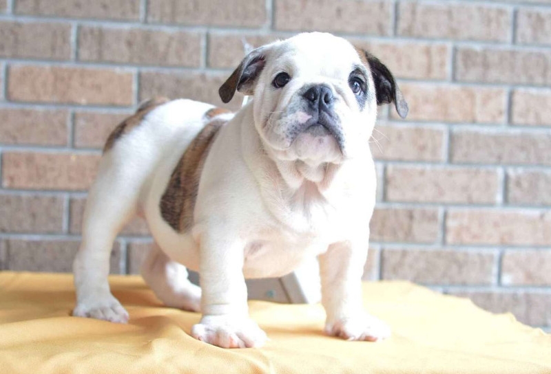 Free English Bulldog Puppies Need A New Home