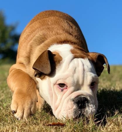 Quality English Bulldog Puppies For Sale